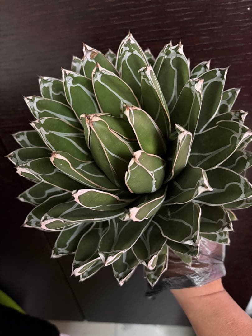 耐寒性アガベ 笹の雪大株◇ボール形ドライガーデン多肉サボテン　ユッカ　チタノタ