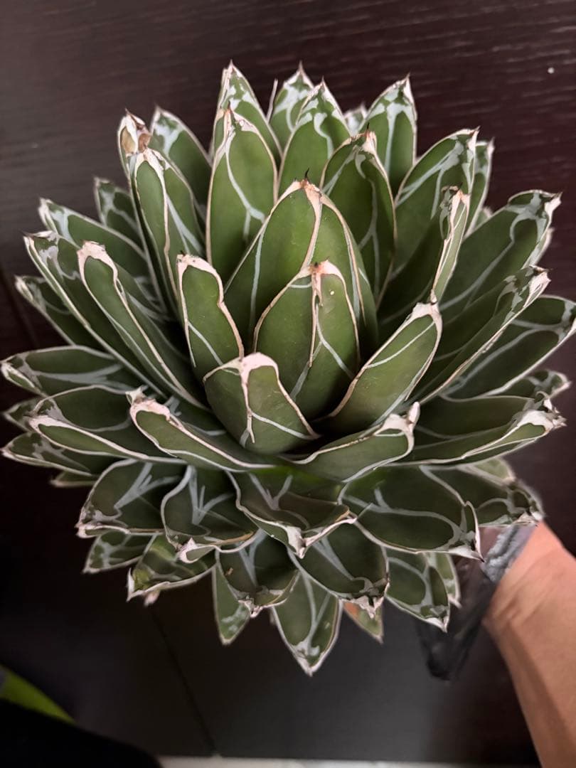 耐寒性アガベ 笹の雪大株◇ボール形ドライガーデン多肉サボテン　ユッカ　チタノタ