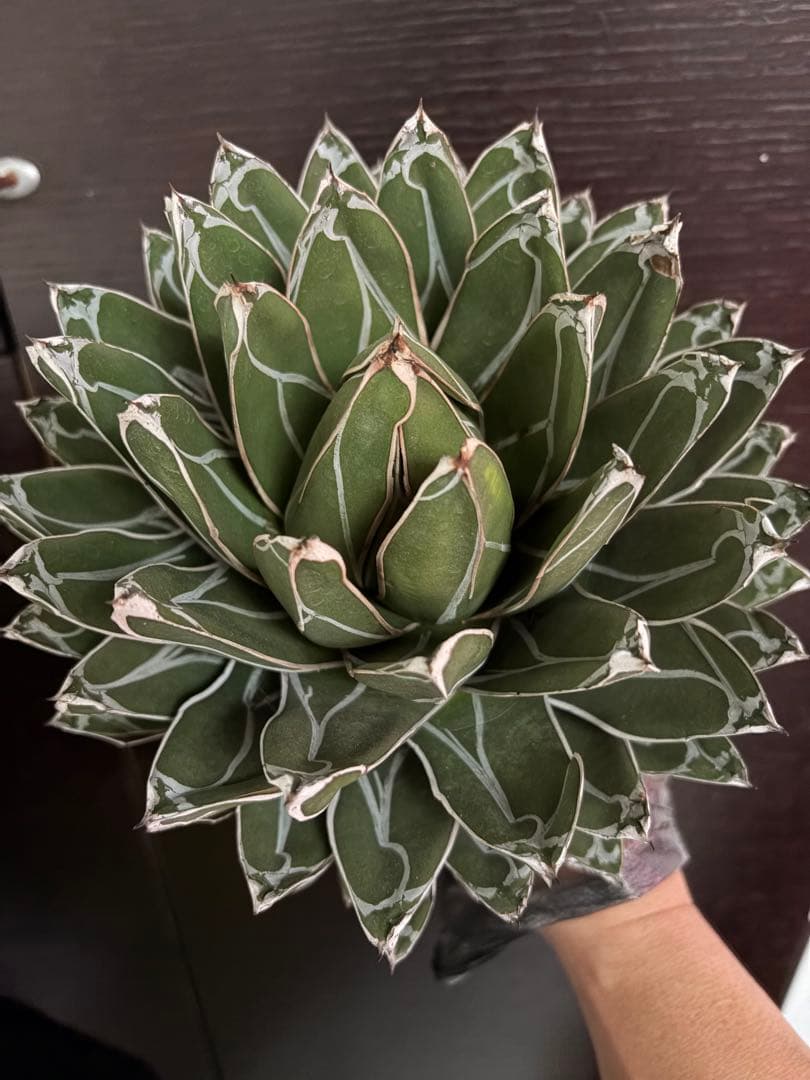 耐寒性アガベ 笹の雪大株◇ボール形ドライガーデン多肉サボテン　ユッカ　チタノタ