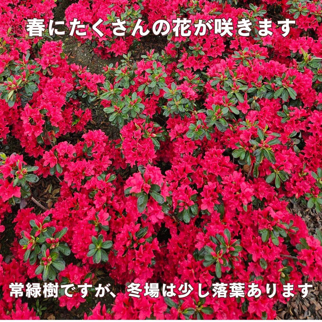久留米つつじ 今猩々 いましょうじょう クルメツツジ 常緑 低木