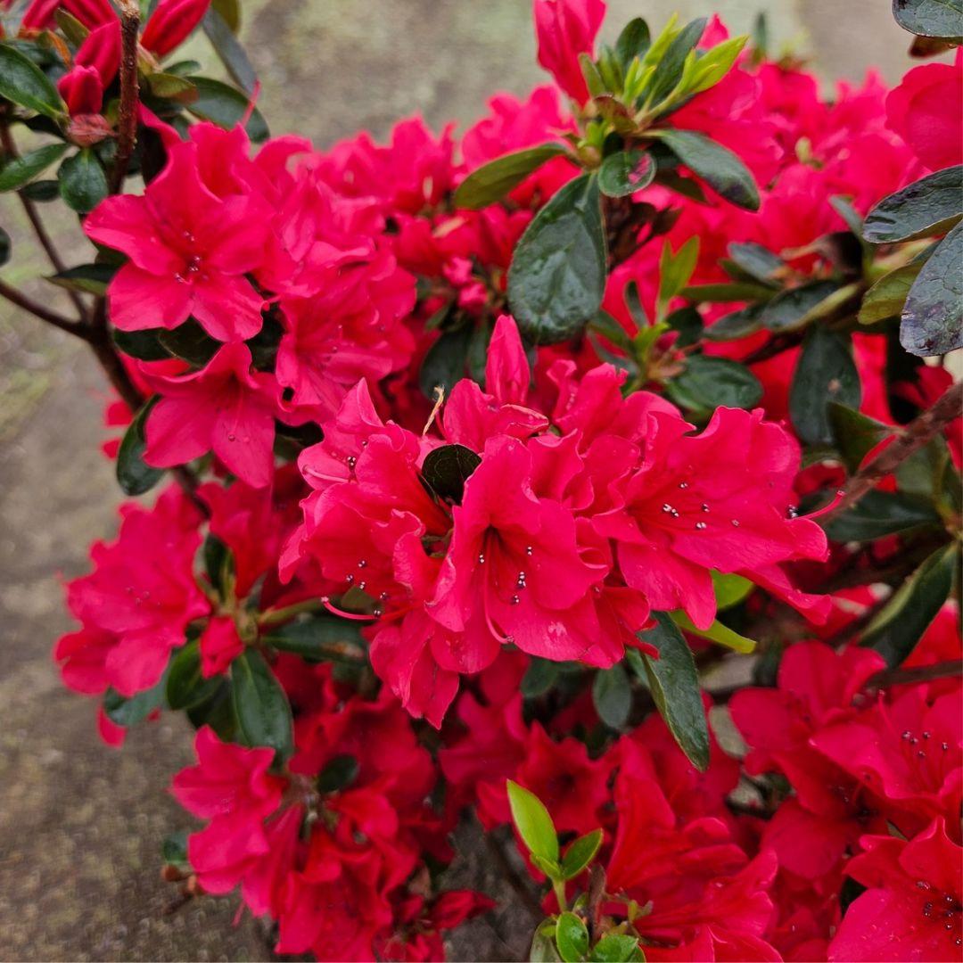 久留米つつじ 今猩々 いましょうじょう クルメツツジ 常緑 低木