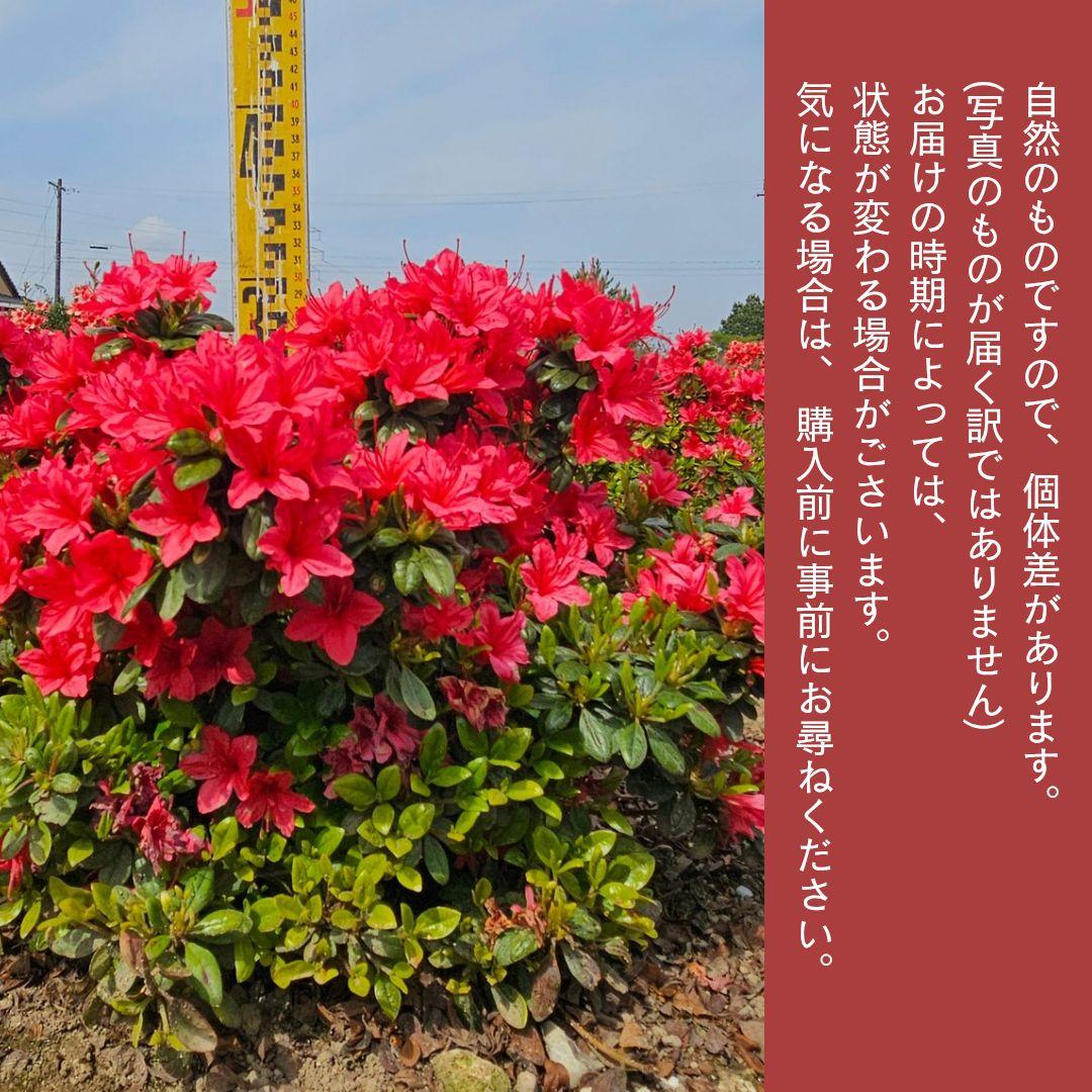 久留米つつじ 今猩々 いましょうじょう クルメツツジ 常緑 低木