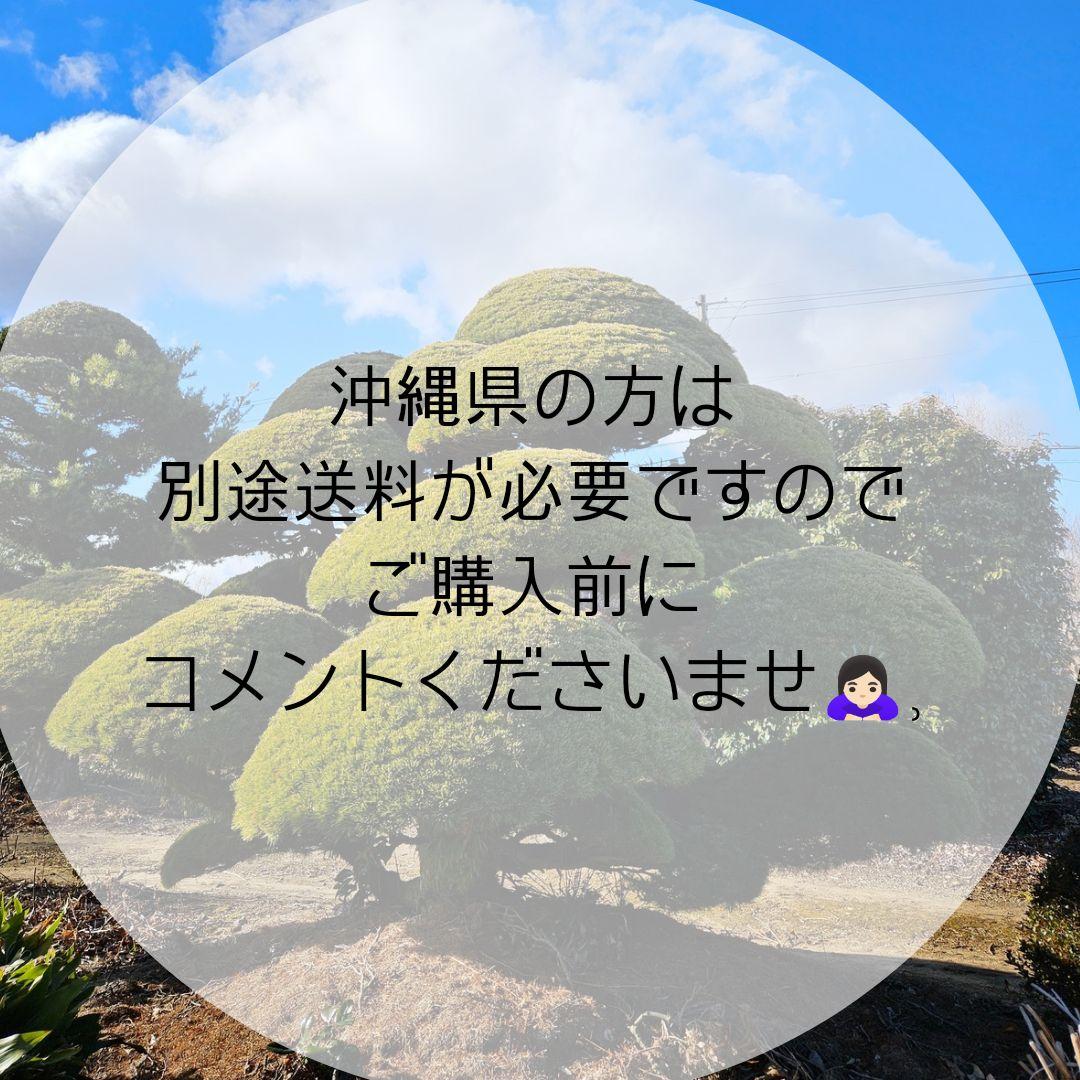 久留米つつじ 今猩々 いましょうじょう クルメツツジ 常緑 低木