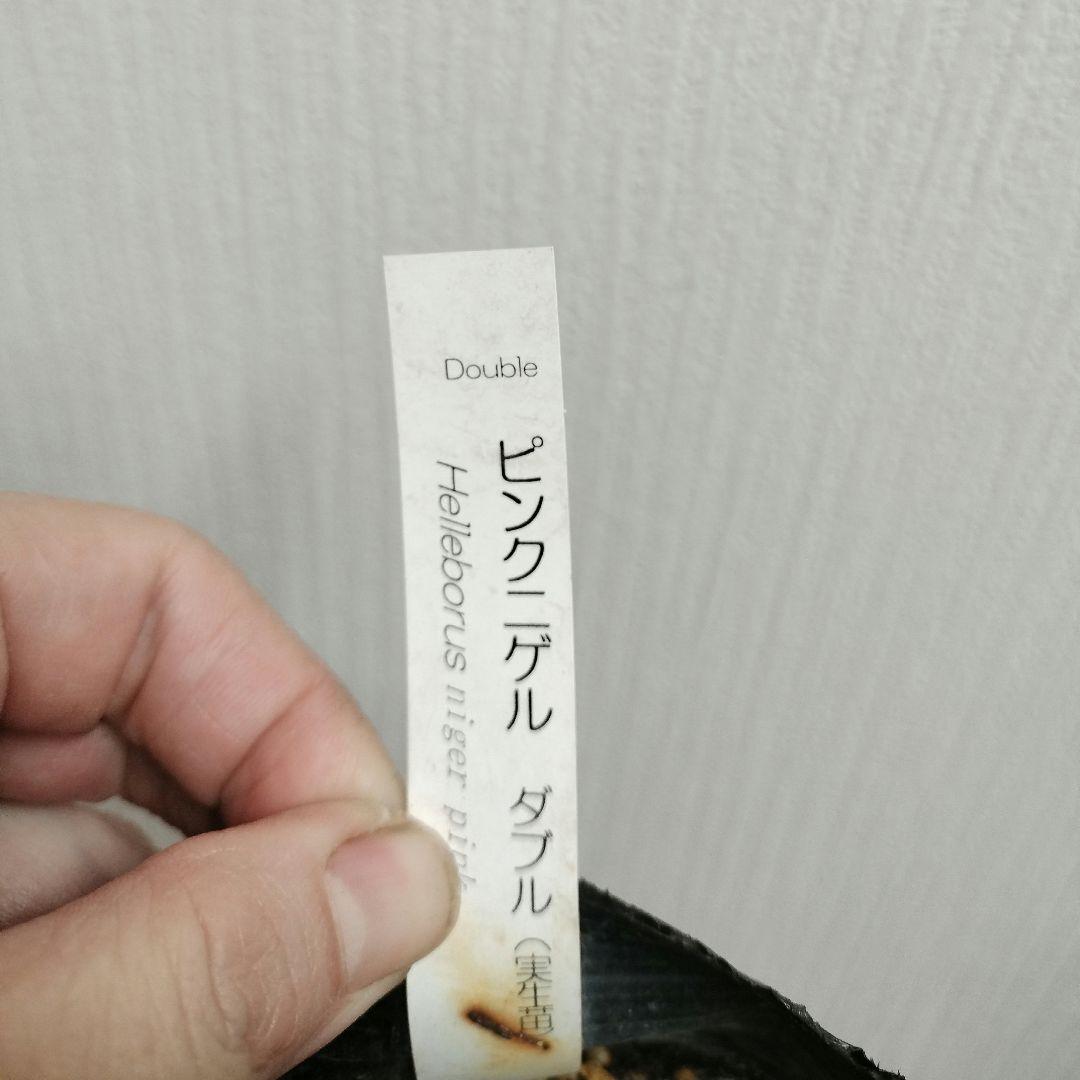 クリスマスローズ　八重　ピンク　ニゲル　4号苗　苗　鉢　バラ　八重　原種