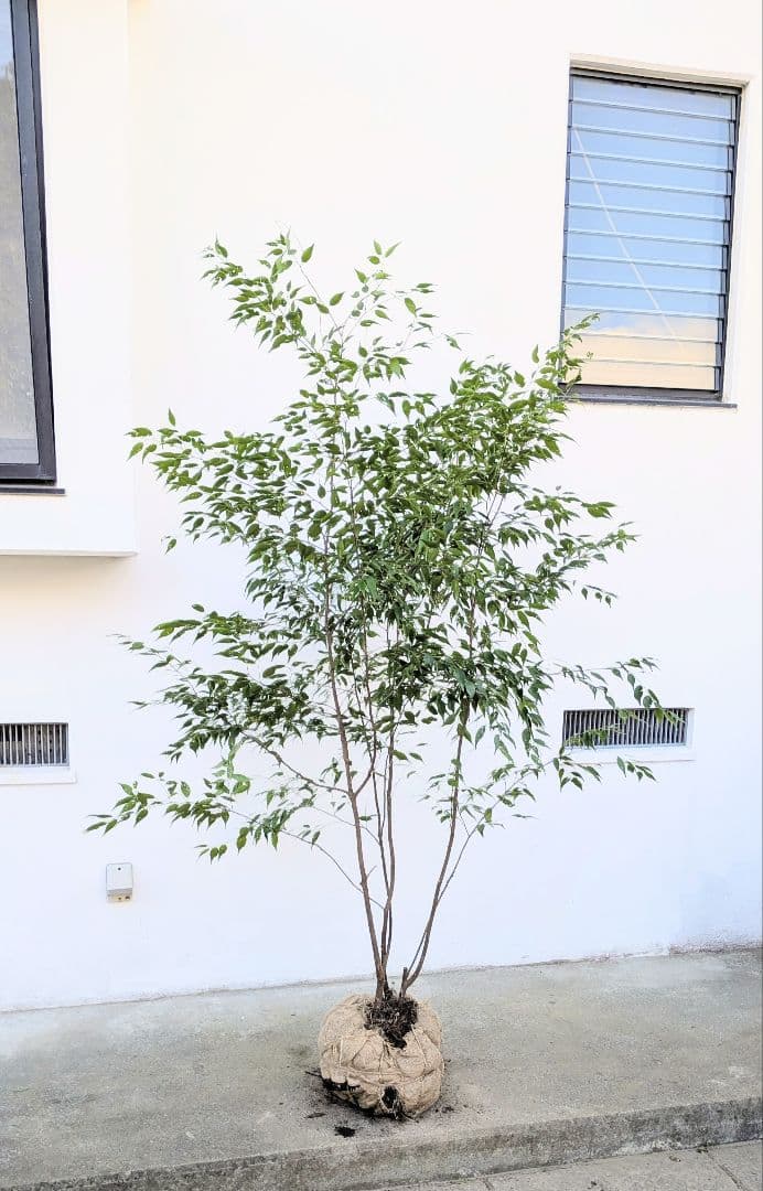 極美。山採りハイノキ。