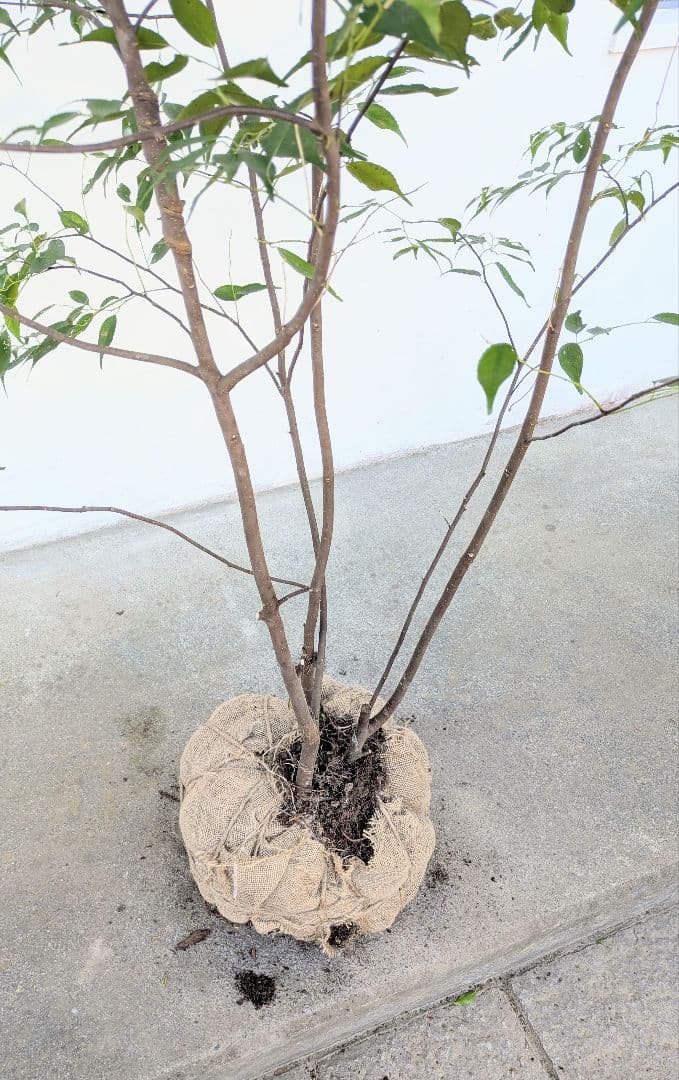 極美。山採りハイノキ。