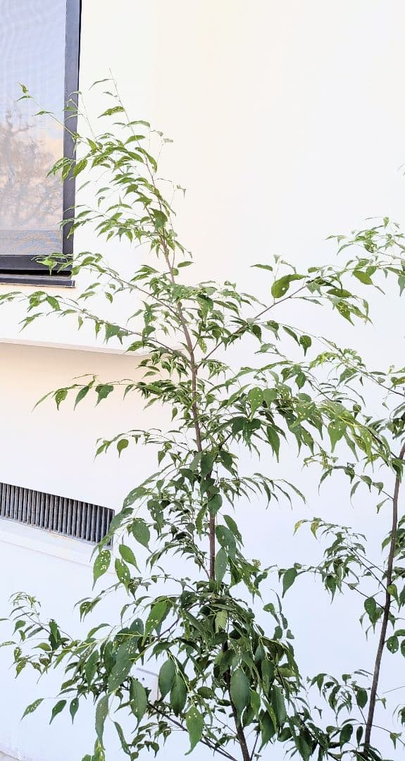 極美。山採りハイノキ。