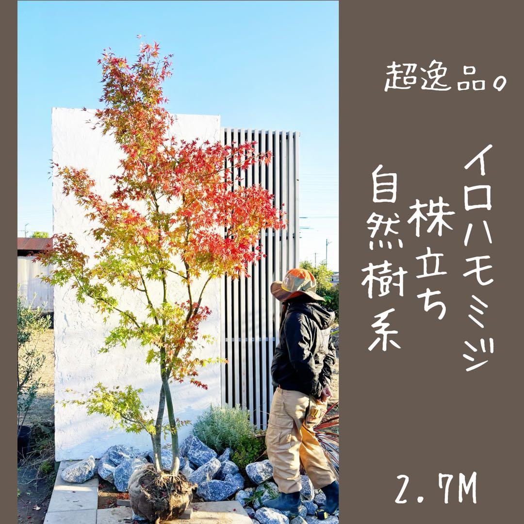 超逸品。イロハモミジ株立ち 自然樹系2.7M(鉢底から)