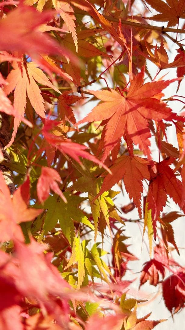 超逸品。イロハモミジ株立ち 自然樹系2.7M(鉢底から)