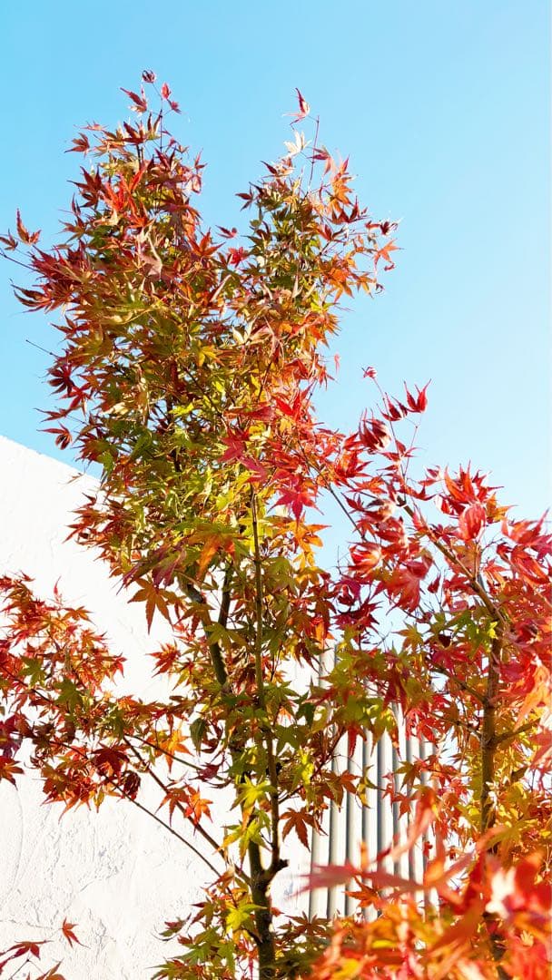 超逸品。イロハモミジ株立ち 自然樹系2.7M(鉢底から)