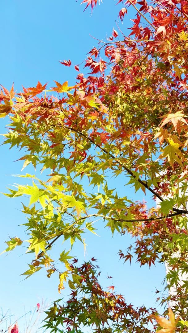 超逸品。イロハモミジ株立ち 自然樹系2.7M(鉢底から)