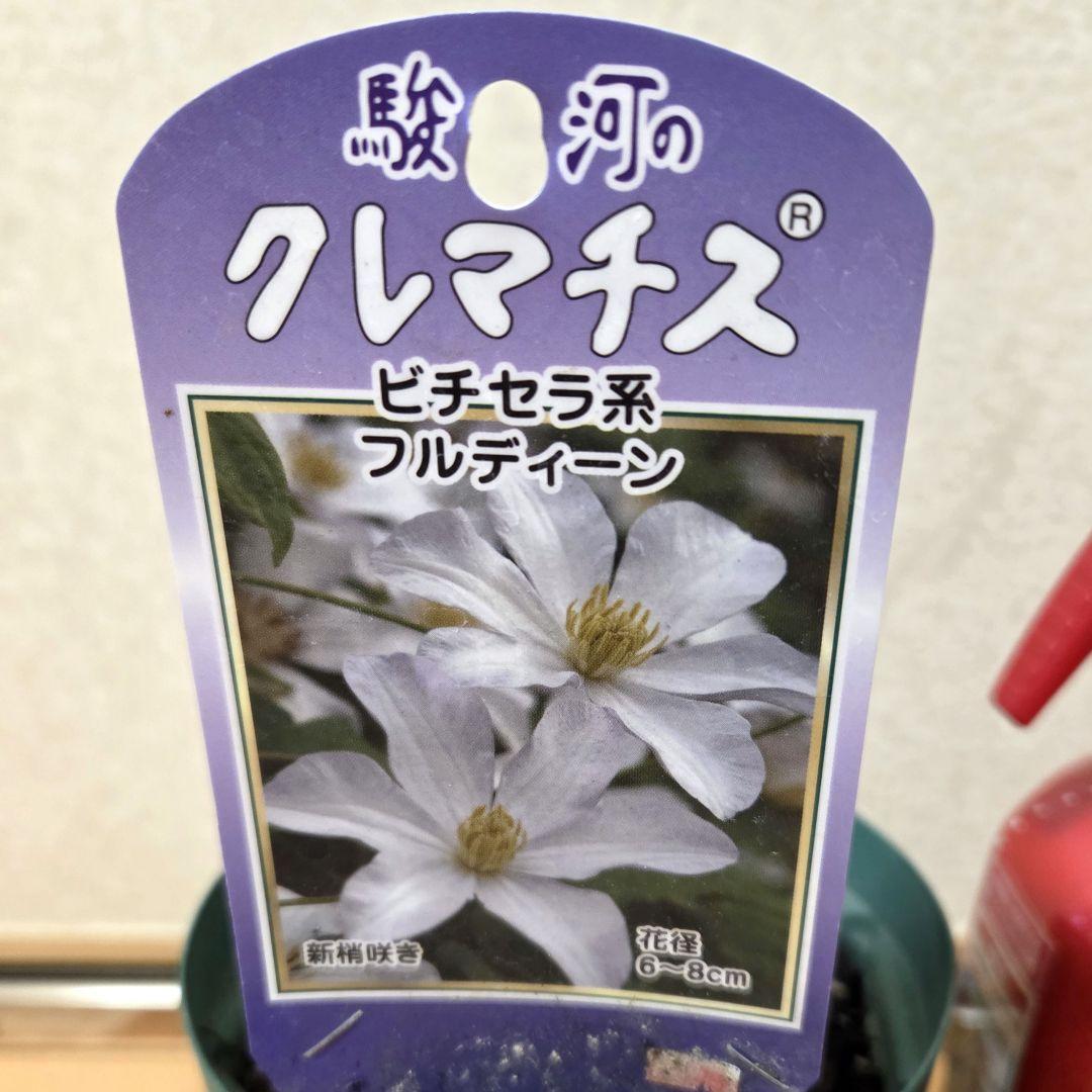 クレマチス　フルディーン　2年生苗　正規品ラベル付き