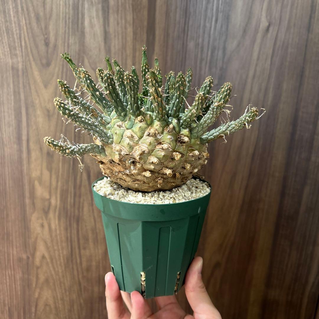 【最終値下げ】ユーフォルビア　フスカ　現地株　発根済み