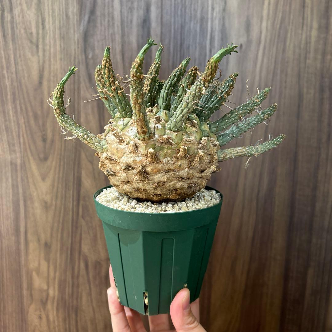 【最終値下げ】ユーフォルビア　フスカ　現地株　発根済み