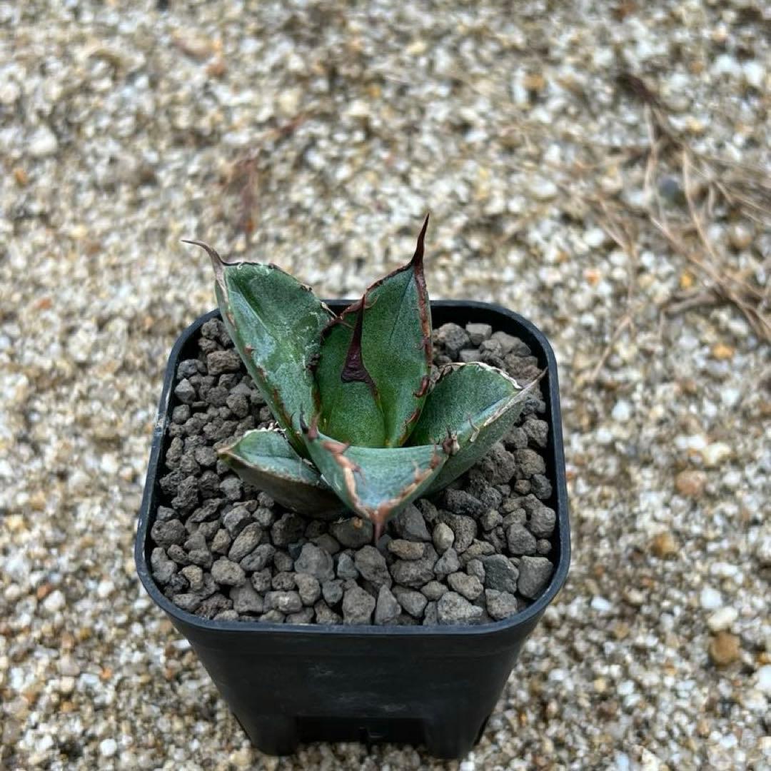 アガベ チタノタ　巌流　巌竜　国産古株　子株