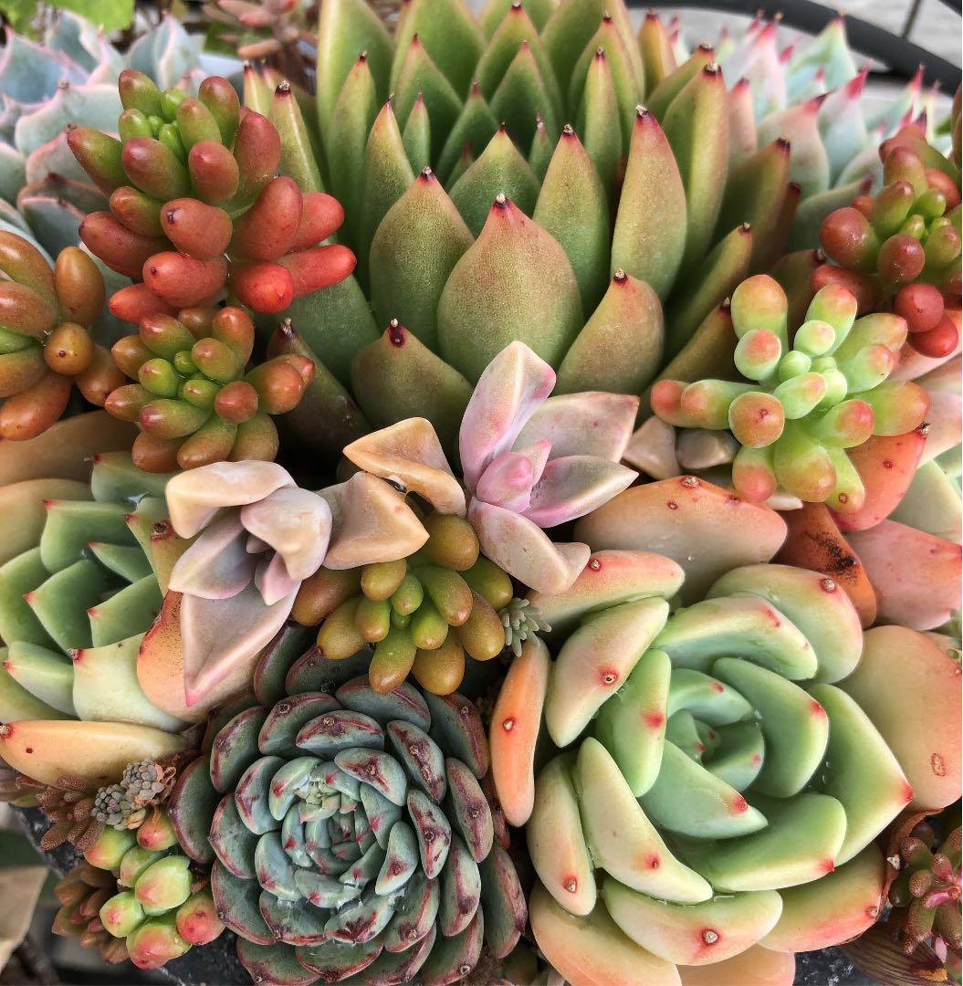 多肉植物　Sedum  coco様仮専用　❀お任せ❀