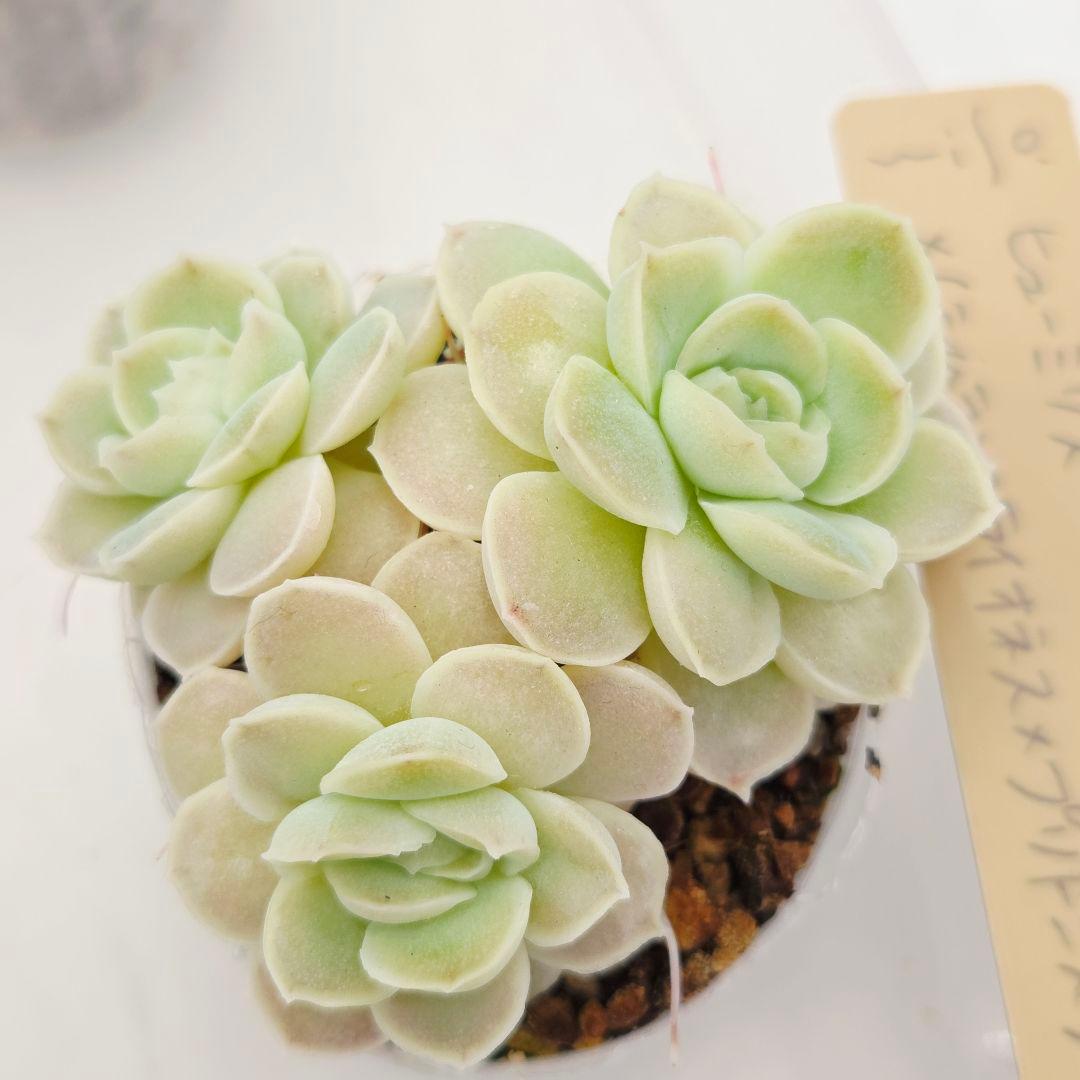 ビ*キ様 ㊸大きめ さくらホイップ❣️ミニマカロン❣️中リン交配❣️発根済6苗メ