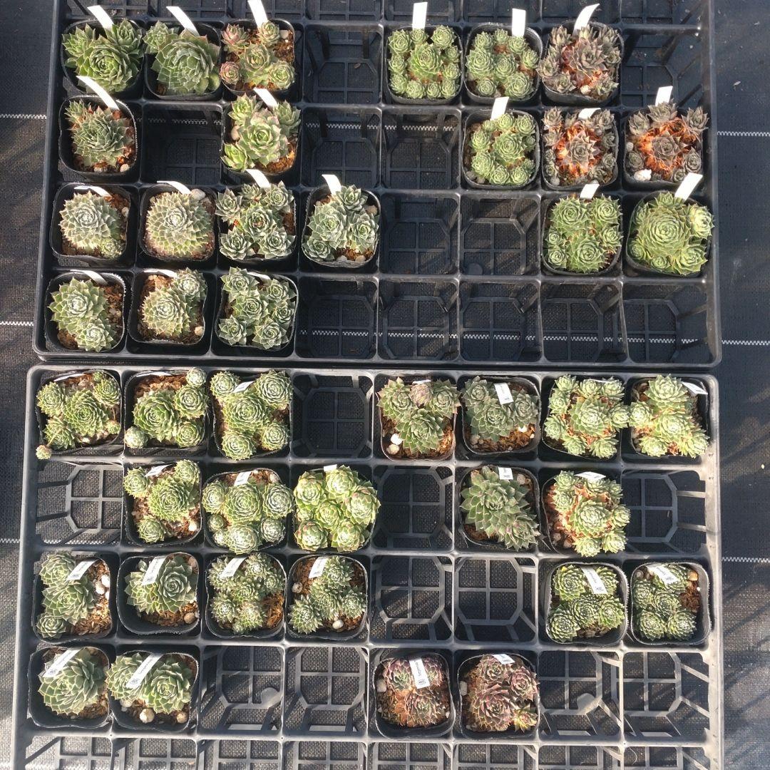 1ポット410円〜 センペルビウム26年1月 その3