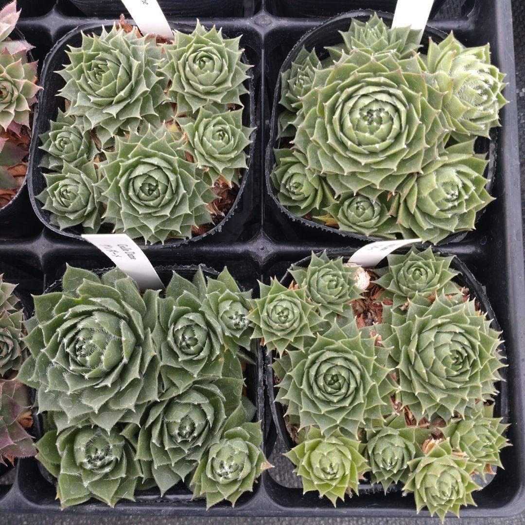 1ポット410円〜 センペルビウム26年1月 その3