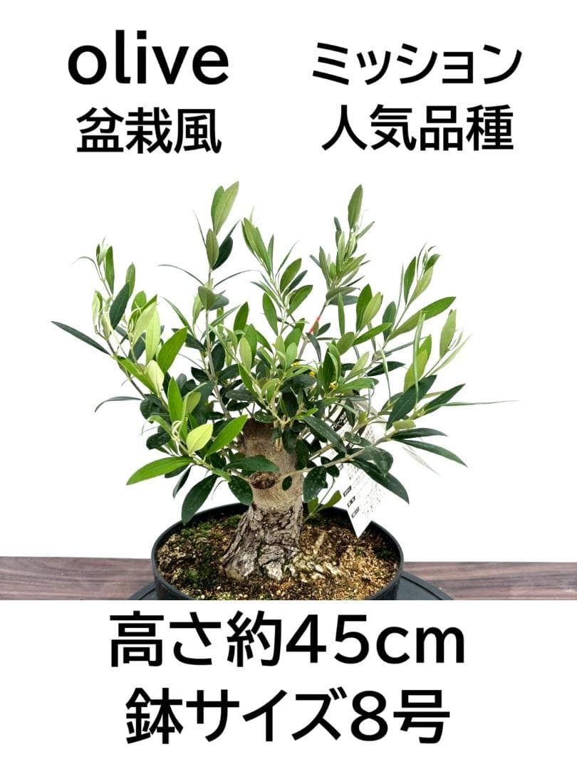 オリーブの木 ミッション 盆栽風 8号 約40cm 現品販売