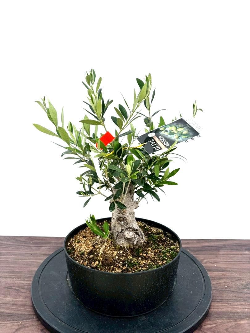 オリーブの木 ミッション 盆栽風 8号 約40cm 現品販売