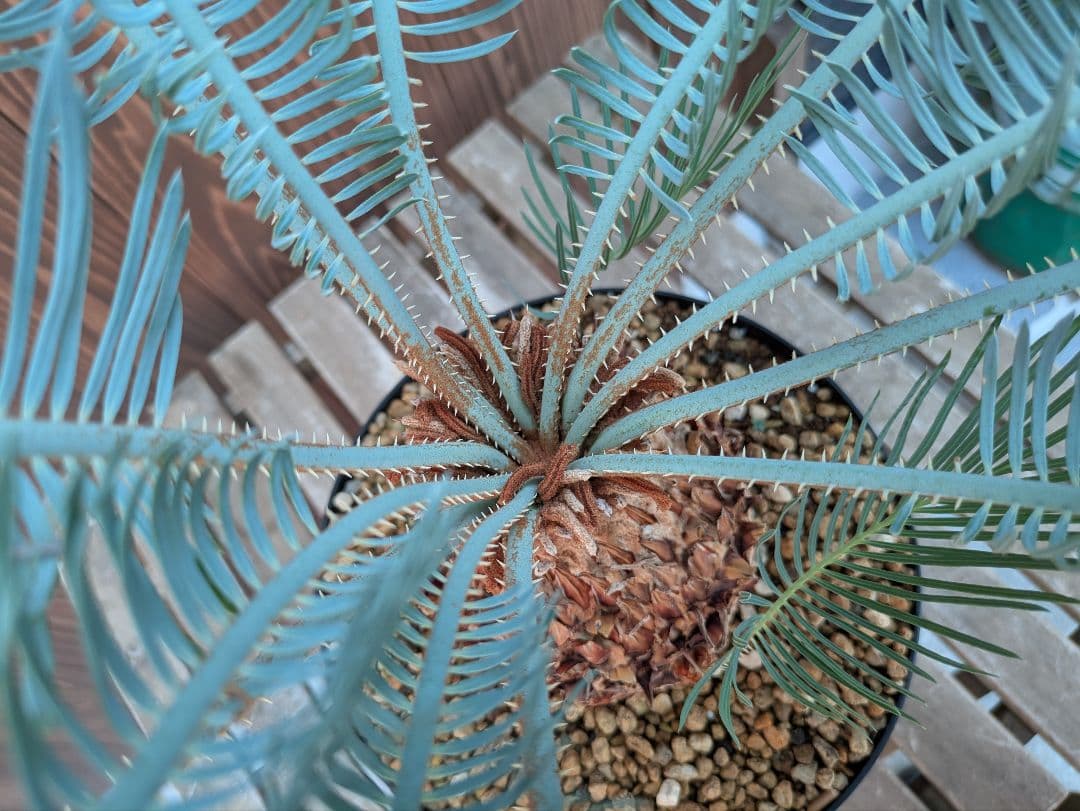 サイカス カイルンシアナ 3頭 カキコ付き スーパーブルー