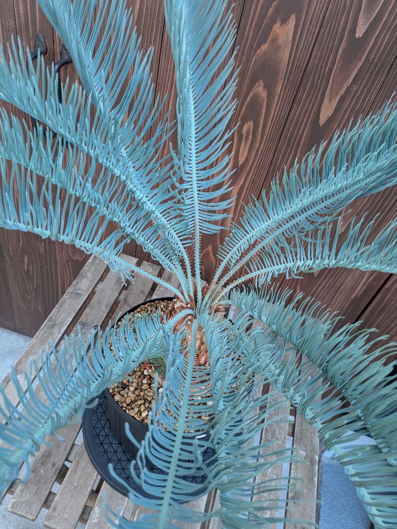 サイカス カイルンシアナ 3頭 カキコ付き スーパーブルー