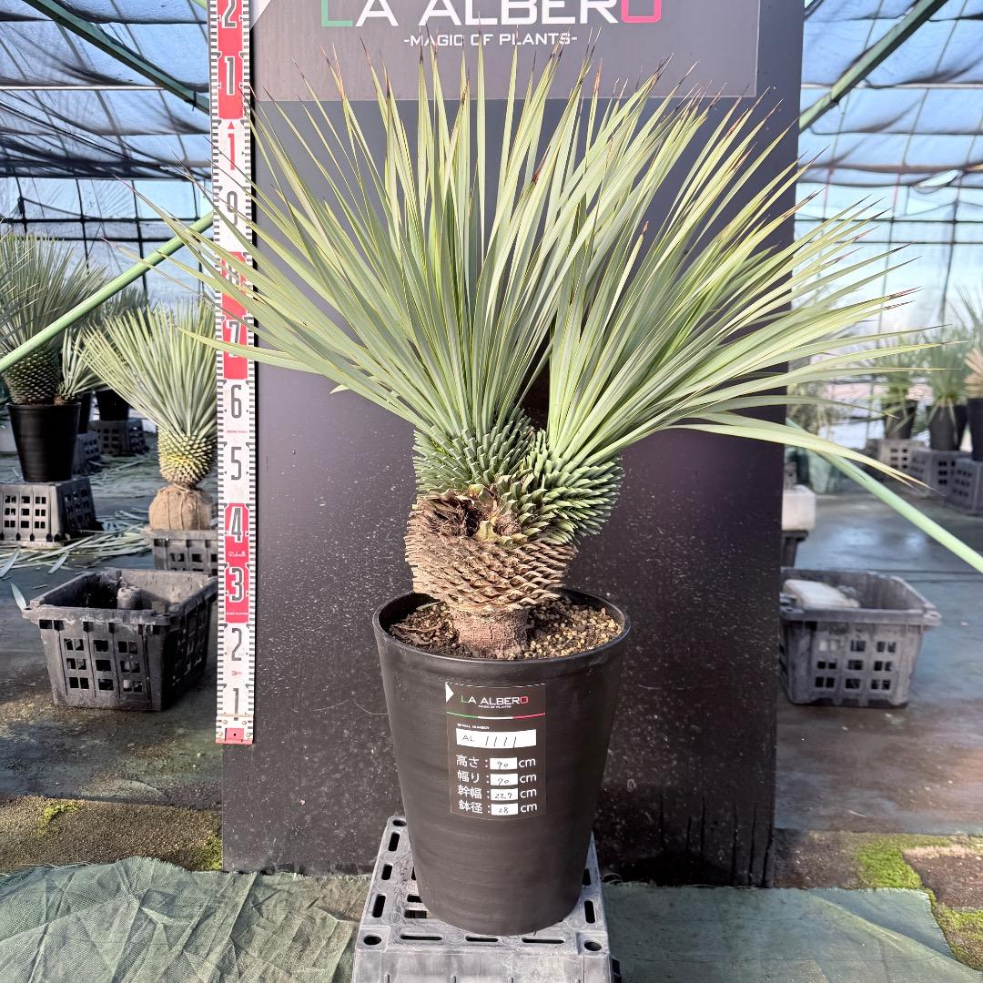 【AL1111】ユッカ　ロストラータ　超希少の頂上分頭　エキゾチック個体