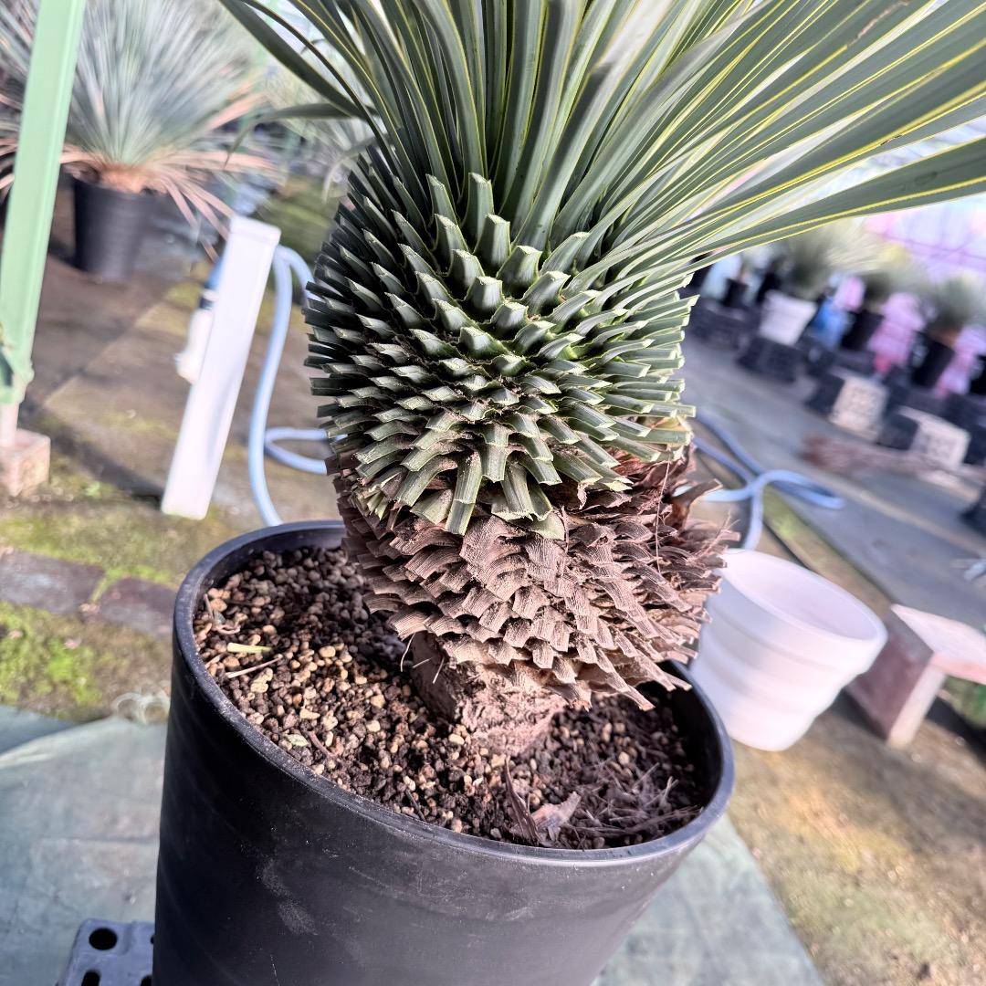 【AL1111】ユッカ　ロストラータ　超希少の頂上分頭　エキゾチック個体