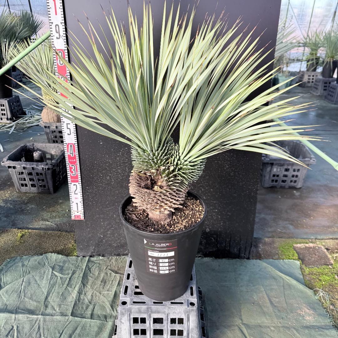 【AL1111】ユッカ　ロストラータ　超希少の頂上分頭　エキゾチック個体