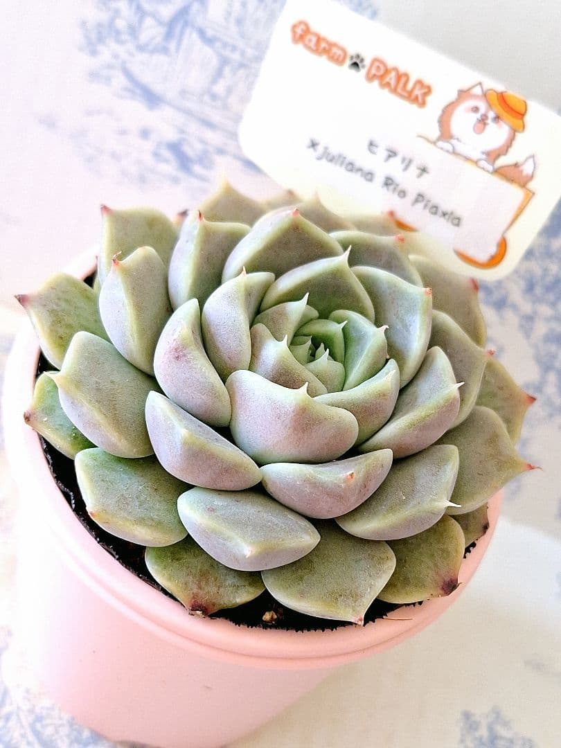 ꕤclara*様 リクエスト 4点 まとめ商品