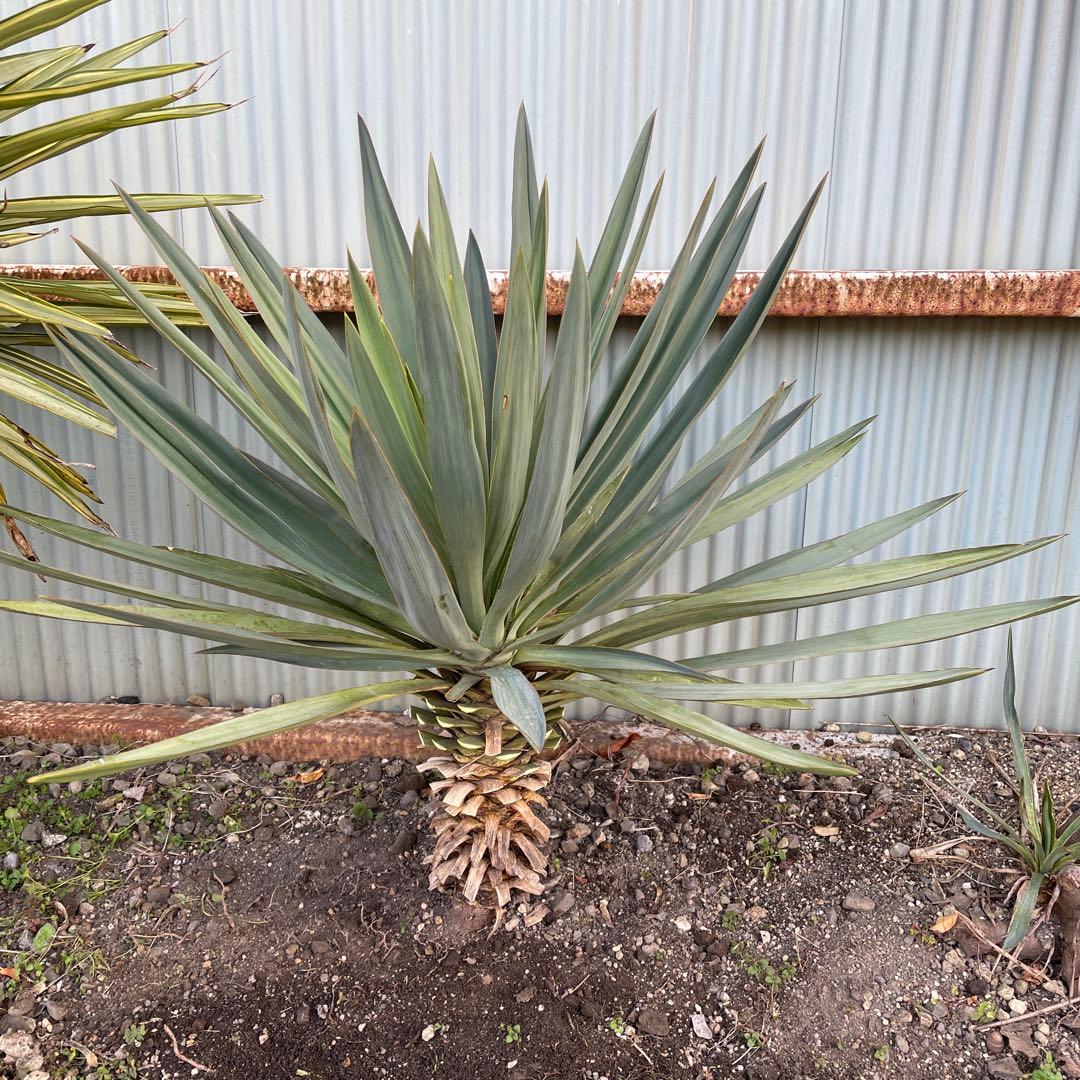 ユッカグロリオサ70cm (開花後)