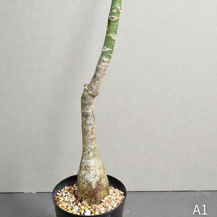 パキラ ミルキーウェイ｜高さ約130cm・6号鉢・A1｜存在感のある大型株