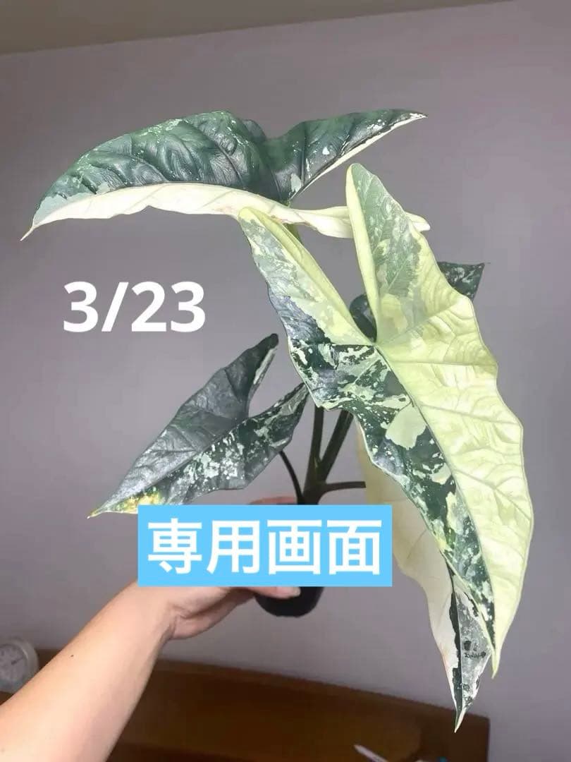 【超希少極斑‼️】アロカシア　シンポ　アルボ　斑入り　希少　レア　人気　メルカリ便