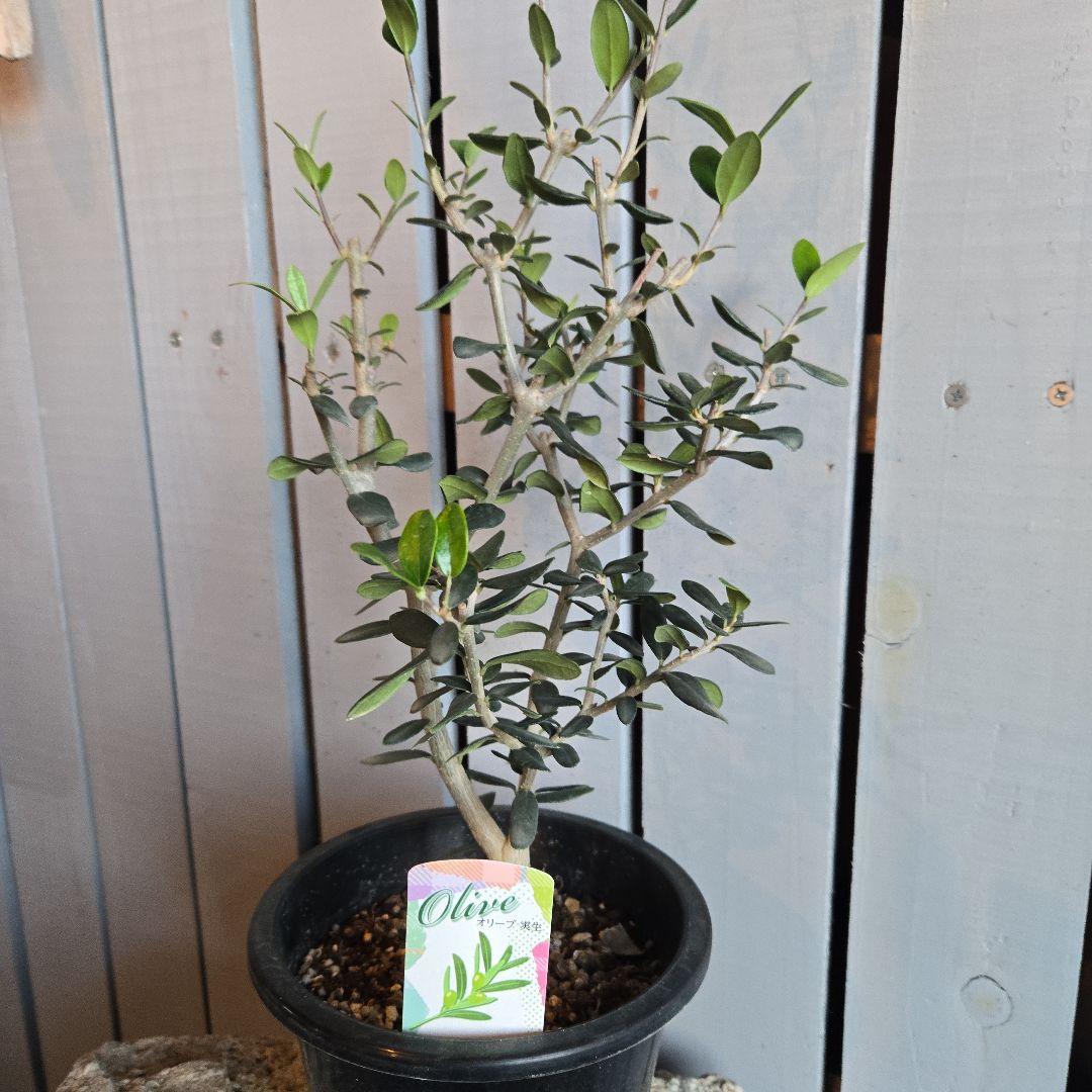 Sun　②オリーブの木　⑥アレカヤシ　①ホプシー　3苗セット