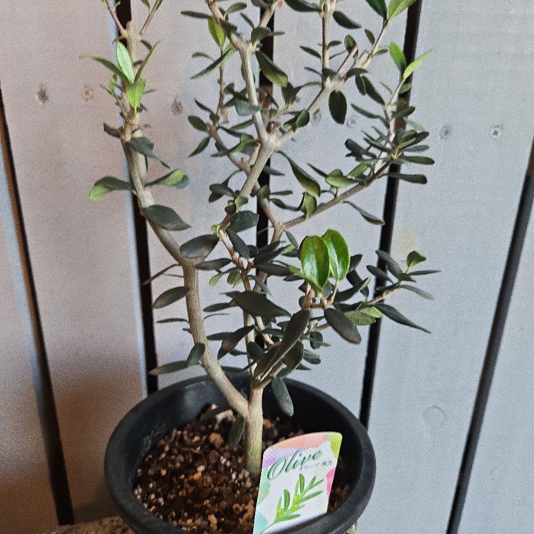 Sun　②オリーブの木　⑥アレカヤシ　①ホプシー　3苗セット