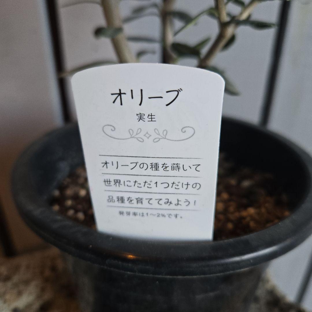 Sun　②オリーブの木　⑥アレカヤシ　①ホプシー　3苗セット