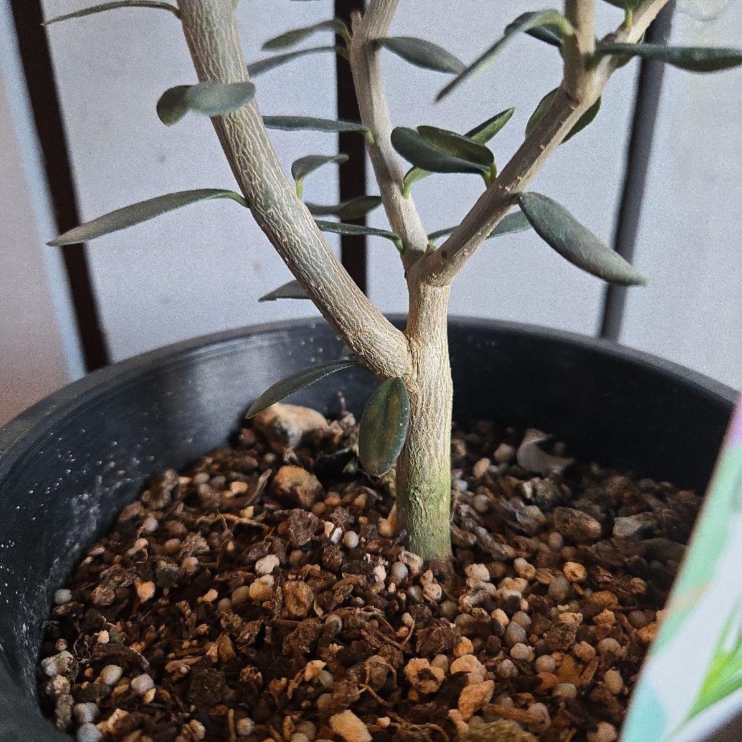 Sun　②オリーブの木　⑥アレカヤシ　①ホプシー　3苗セット