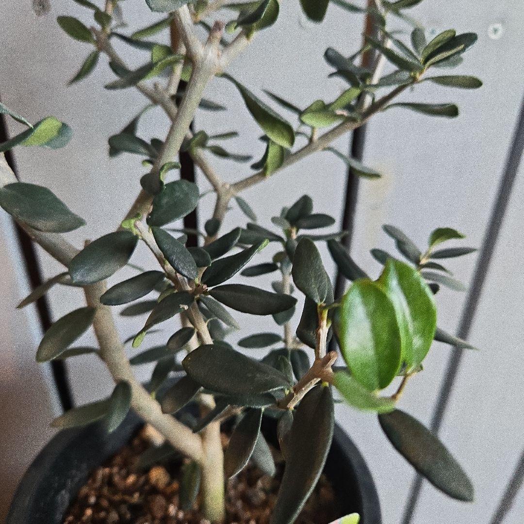 Sun　②オリーブの木　⑥アレカヤシ　①ホプシー　3苗セット