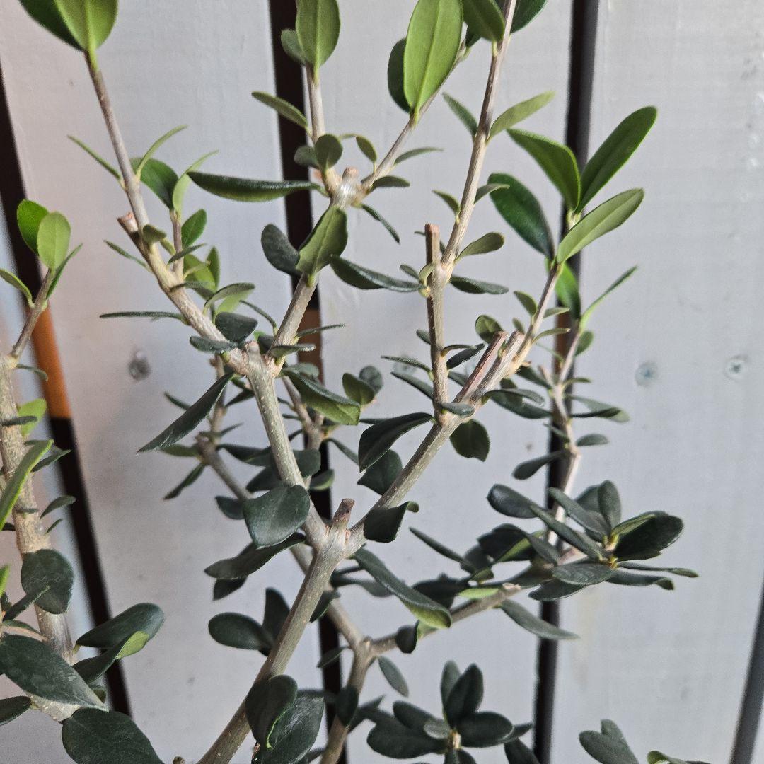 Sun　②オリーブの木　⑥アレカヤシ　①ホプシー　3苗セット