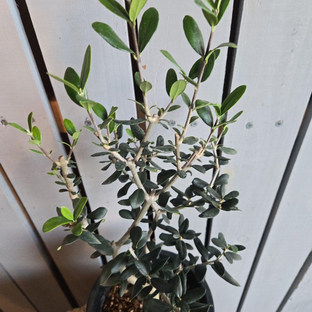 Sun　②オリーブの木　⑥アレカヤシ　①ホプシー　3苗セット