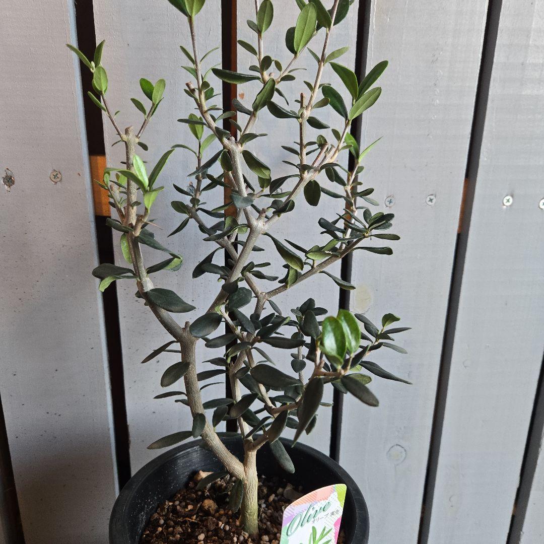 Sun　②オリーブの木　⑥アレカヤシ　①ホプシー　3苗セット