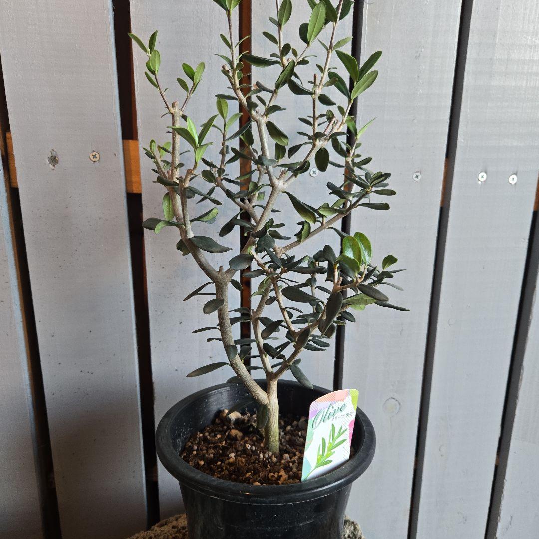 Sun　②オリーブの木　⑥アレカヤシ　①ホプシー　3苗セット