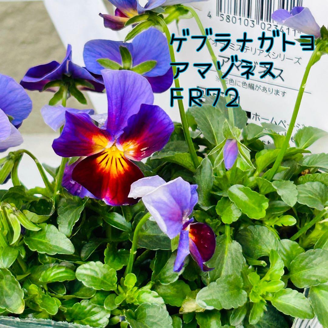 専用 ＦＲ７２♥ゲブラナガトヨ　アマゾネス♥花苗ポットごと発送♥