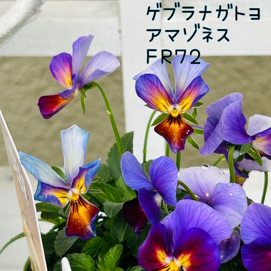 専用 ＦＲ７２♥ゲブラナガトヨ　アマゾネス♥花苗ポットごと発送♥