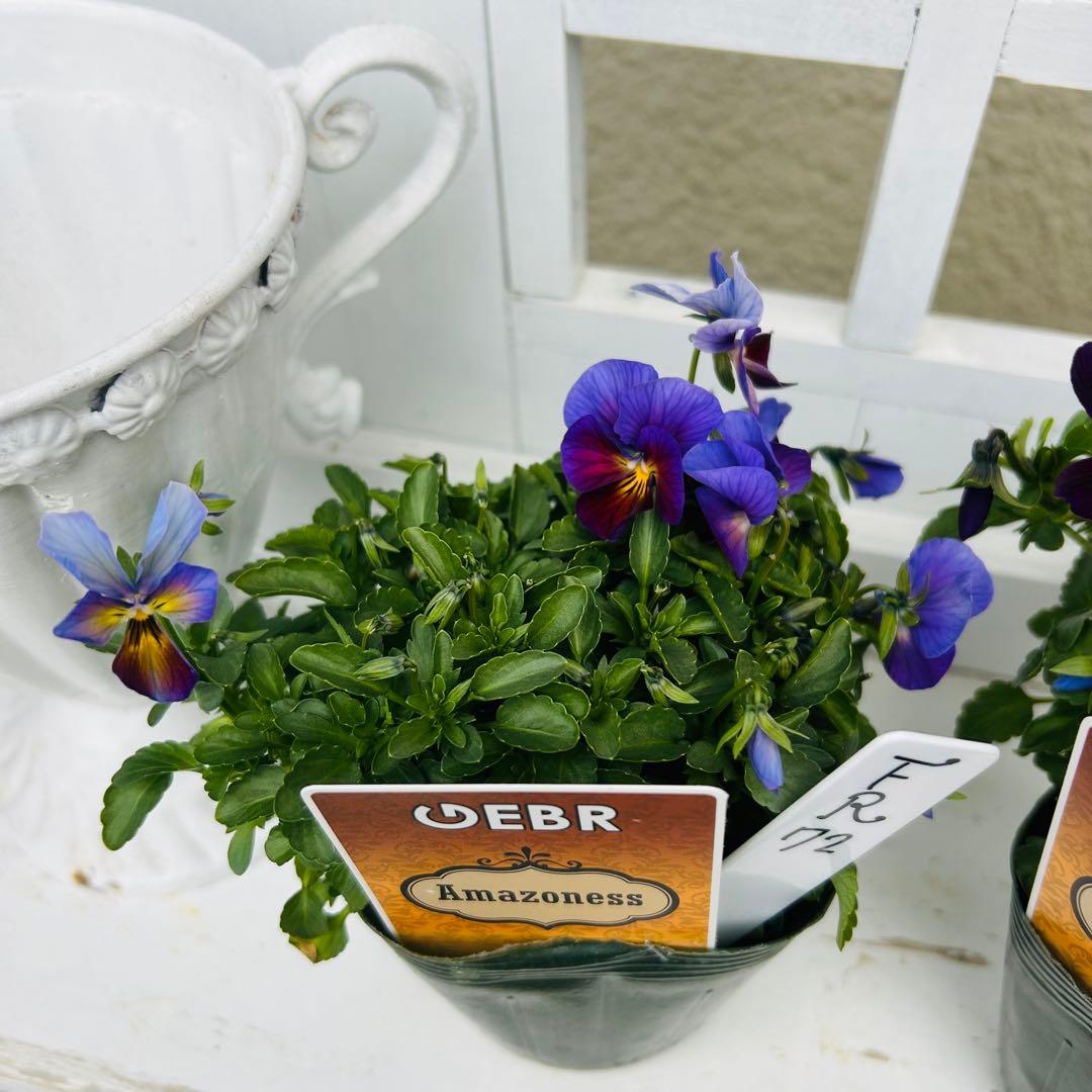 専用 ＦＲ７２♥ゲブラナガトヨ　アマゾネス♥花苗ポットごと発送♥