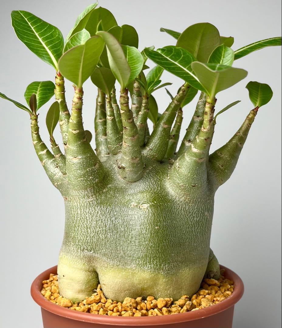 【激レア/ドワーフ/超極太/塊根】アデニウム アラビカムV2ハック鉢植えE-7