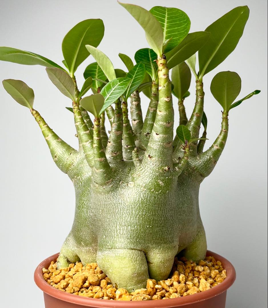 【激レア/ドワーフ/超極太/塊根】アデニウム アラビカムV2ハック鉢植えE-7