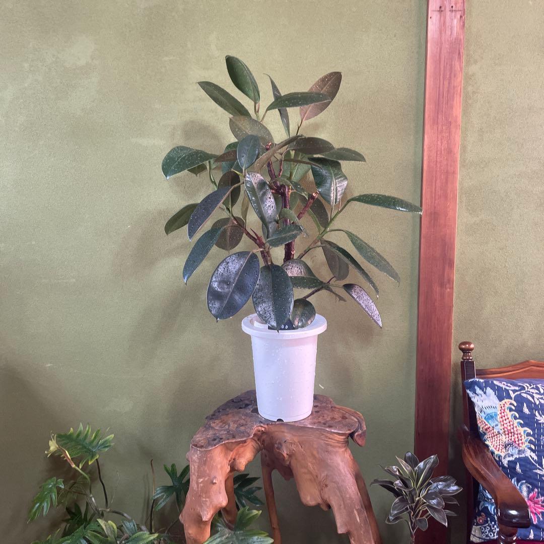 フィカス　バーガンディ