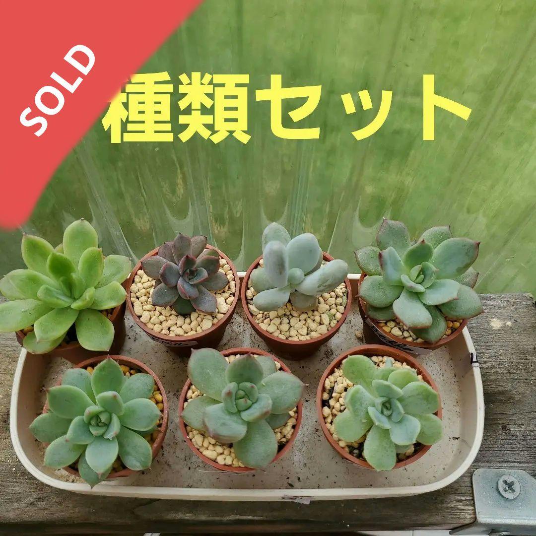 ryo様確認用②多肉植物★7種類セット★抜き苗